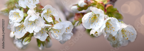 Close up of Flowering cherry isolated on blur background.