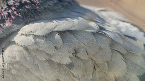 Fototapeta Naklejka Na Ścianę i Meble -  Feathers of a gray pigeon on a bird close-up.