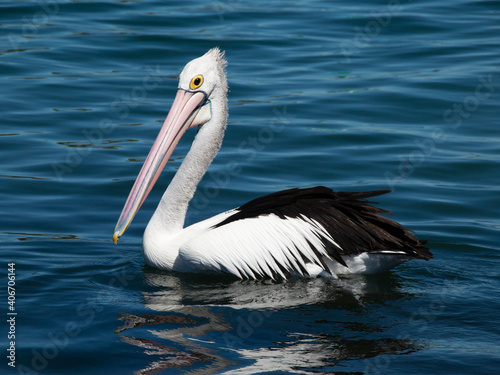 Beautiful pelican swimming on a lake in Foster NSW Australia