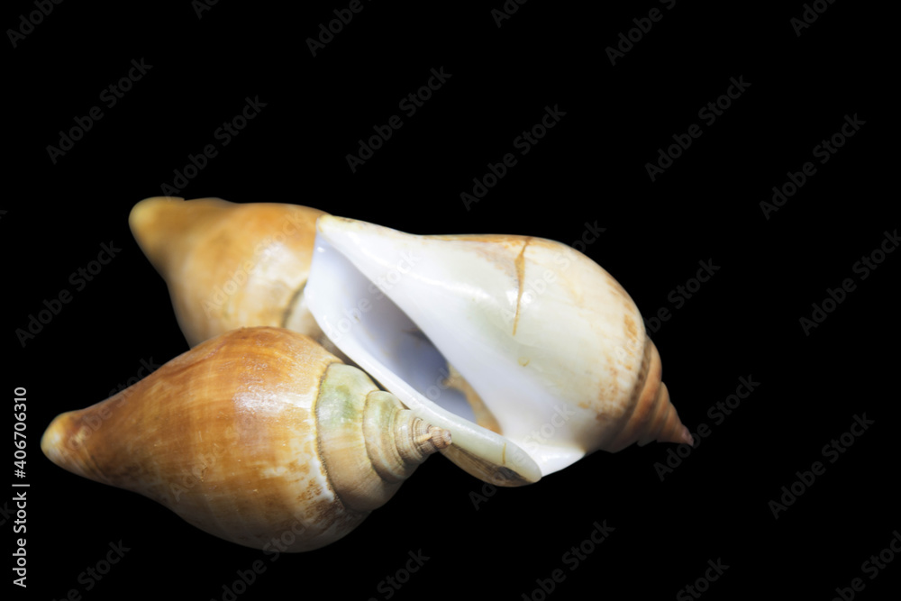 Naklejka premium wing shell on blackground