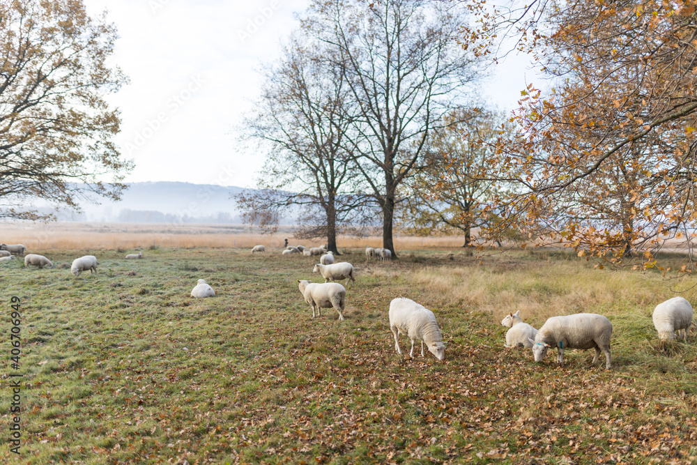 Fototapeta premium Schafe auf der Weide im Moorgebiet