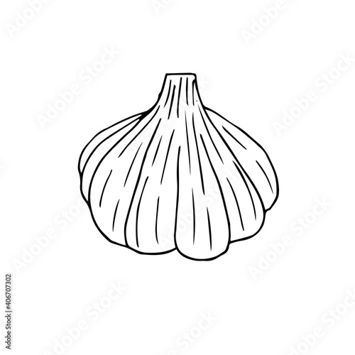 Whole head of garlic, vector illustration, hand drawing sketch