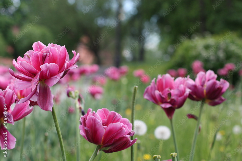 Large pink peonies on a background of grass