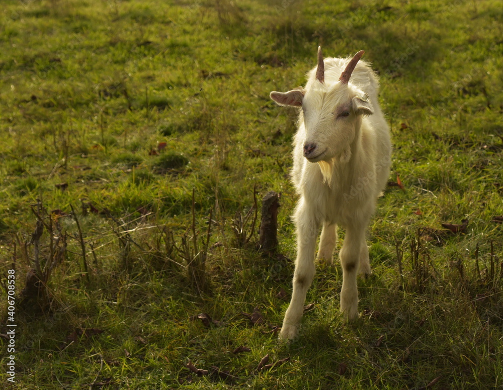 Baby goat a pasture. Little kid. 