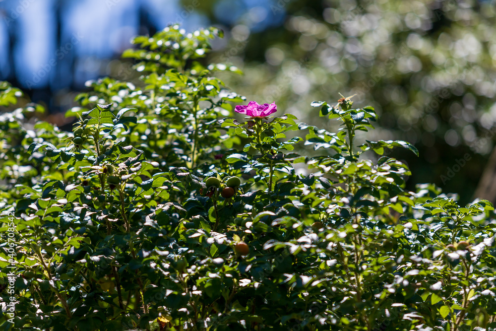 Pink wild rose flower in green leaves. There is a nice bokeh in the background.