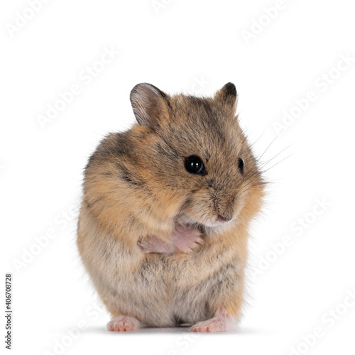 Cute baby hamster standing on hind paws, front paws around body like it is cold. Looking towards camera. Isolated on white background.