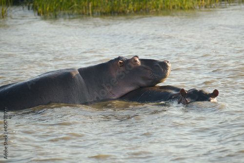 Hippo is resting on top of the other hippo in the water