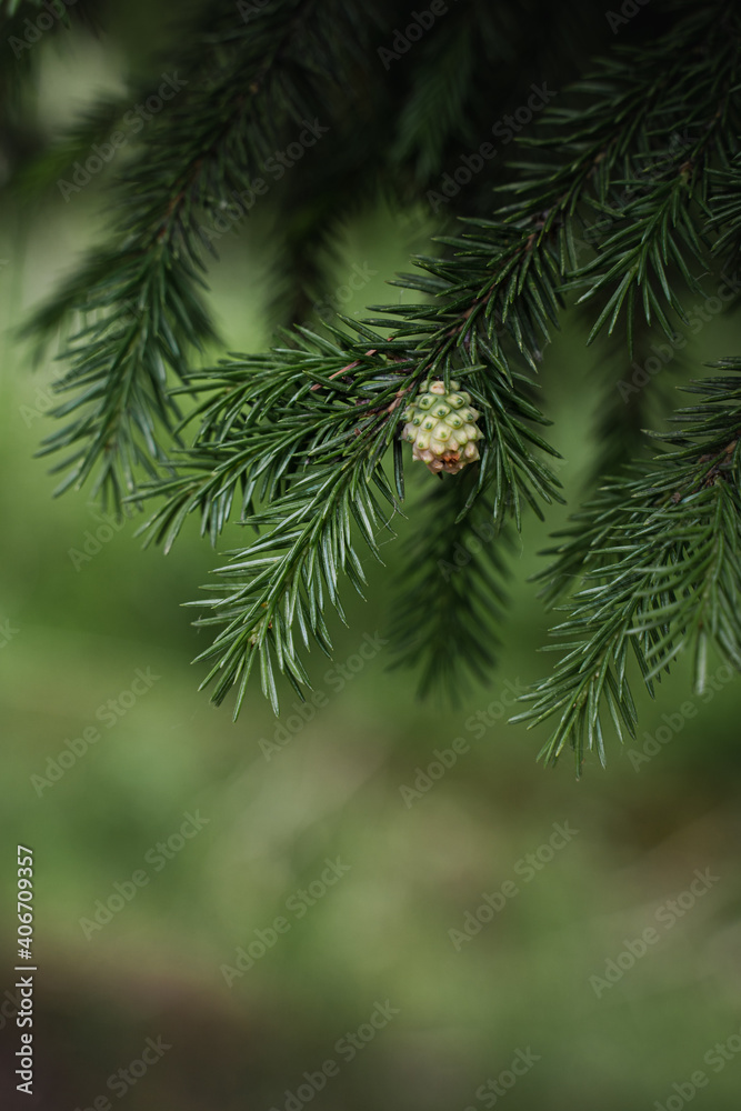 Natural background with fir branches and a small young cone. Beautiful coniferous forest texture. Soft light, bokeh.