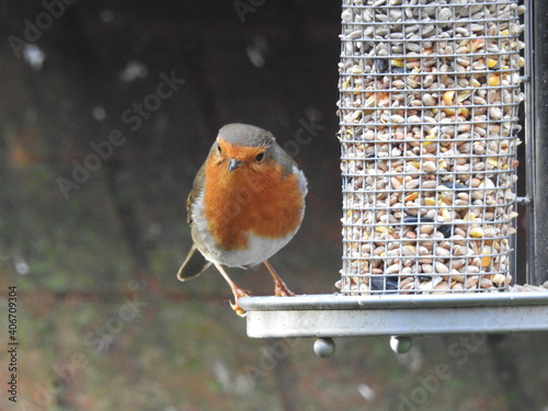 Canvas Print Robin on a bird feeder