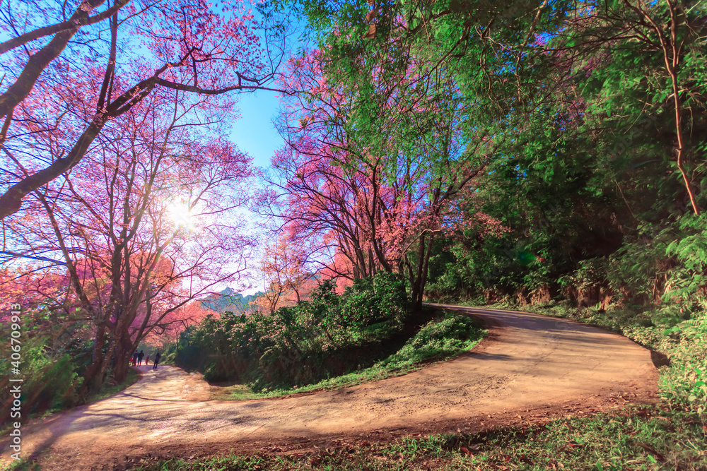 Fototapeta premium Beautiful Wild Himalayan Cherry cherry blossoms, pink flowers and blooming in the winter, flower festival at Khun Chang Khian Highland Research Station, ChiangMai