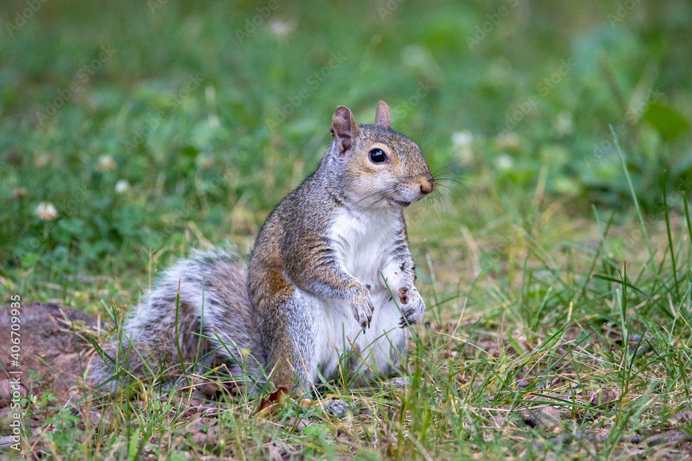 Obraz premium Gray Squirrel Eating on the Lawn