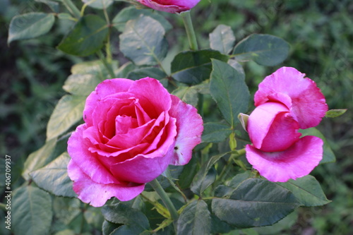 Roses in the garden