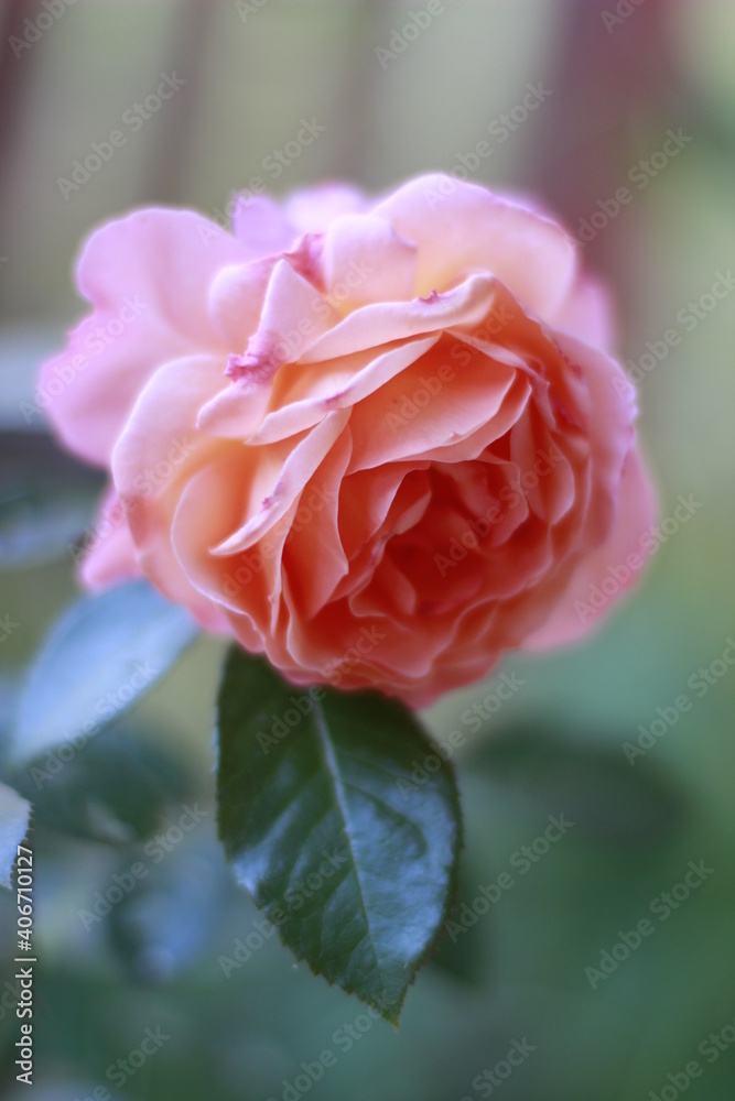 Obraz premium Roses in the garden