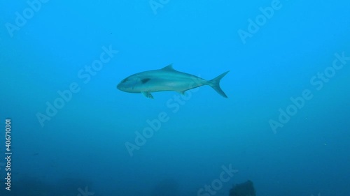 Wallpaper Mural Alone jack fish swimming in cloudy water Torontodigital.ca