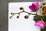 Beautiful purple phalaenopsis orchid flower. Blooming flower with buds on a branch