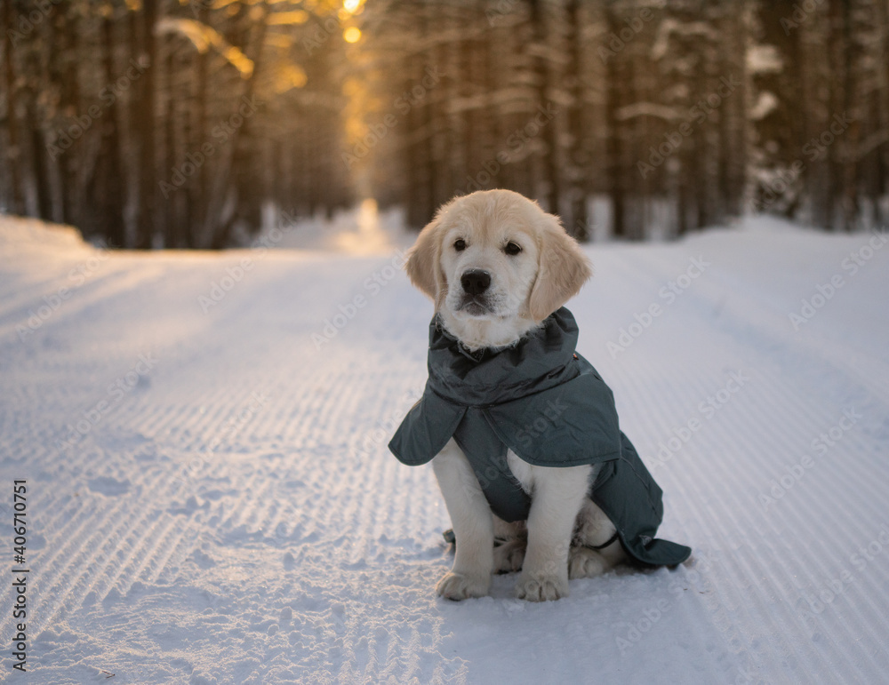 Beautiful golden retriever puppy playing in the winter forest with snow.	