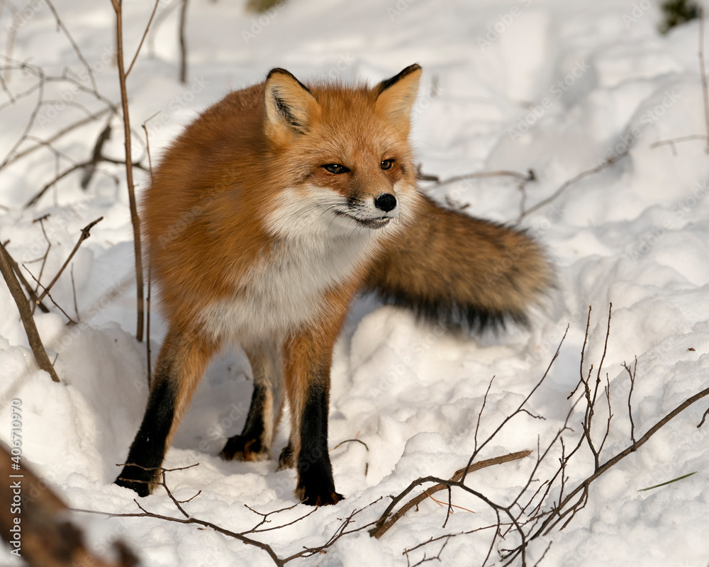 Red Fox Stock Photo. Red fox looking at camera in the winter season in its environment and habitat with snow and branches background displaying bushy fox tail, fur. Fox Image. Picture. Fox Stock Photo Red Fox Stock Photo. Red fox looking at camera in the winter season in its environment and habitat with snow and branches background displaying bushy fox tail, fur. Fox Image. Picture. Fox Stock Photo