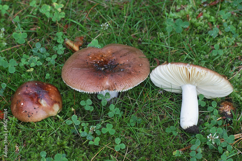 Russula vesca, known as the flirt, a brittlegill mushroom from Finland