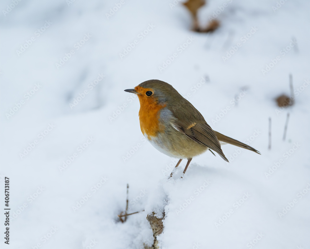 European robin (Erithacus rubecula) in the snow European robin (Erithacus rubecula) in the snow