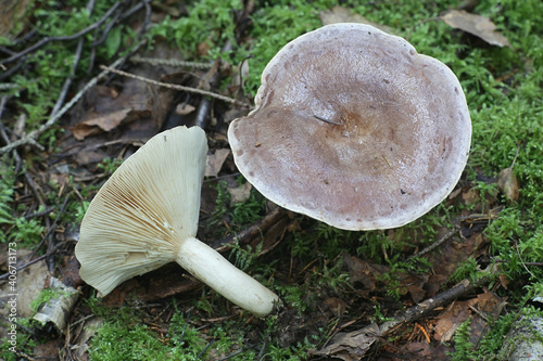 Lactarius trivialis, known as the tacked milkcap, edible delicious wild mushroom from Finland photo