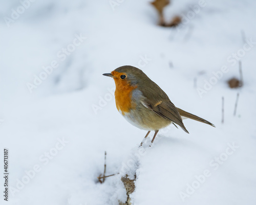 European robin (Erithacus rubecula) in the snow