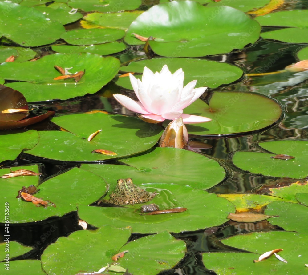 pink water lily between leaves pink water lily between leaves