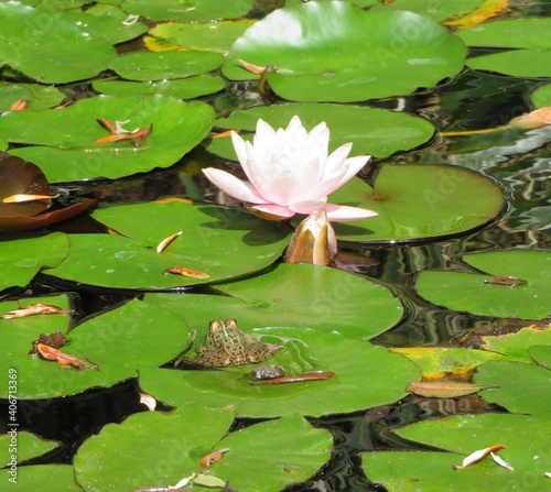 pink water lily between leaves