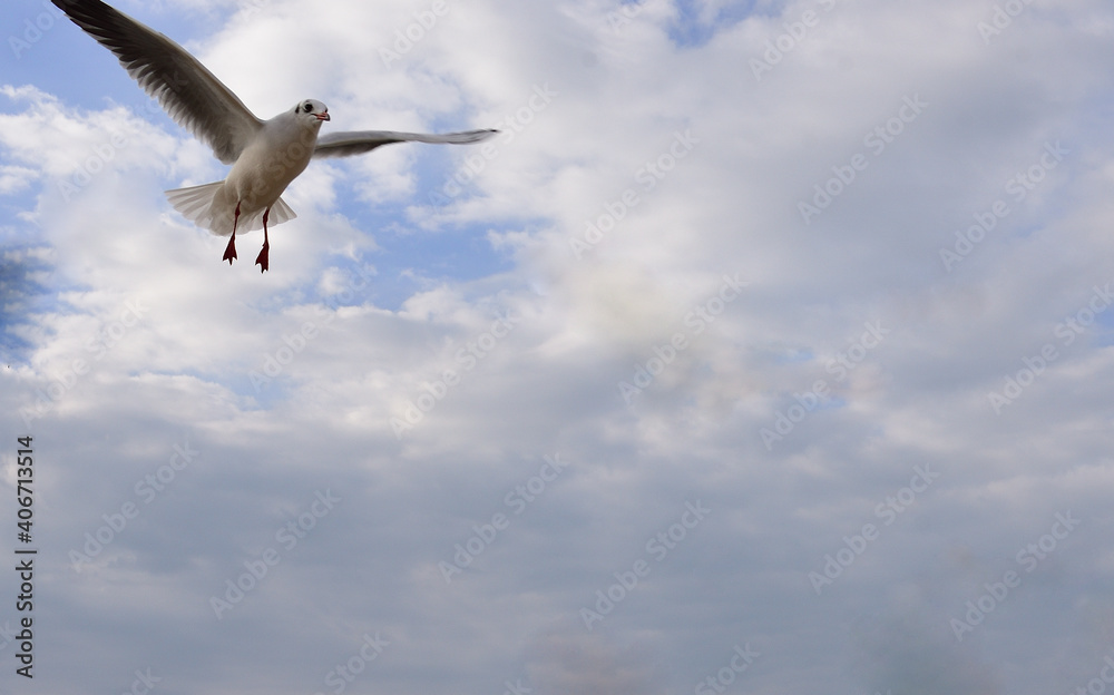 Obraz premium The seagull is looking for a storm to fight nature The seagull is looking for a storm to fight nature 