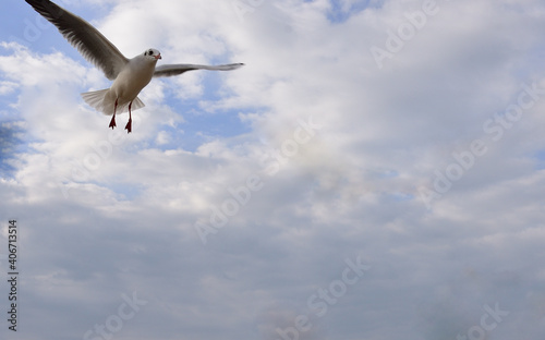 The seagull is looking for a storm to fight nature The seagull is looking for a storm to fight nature 