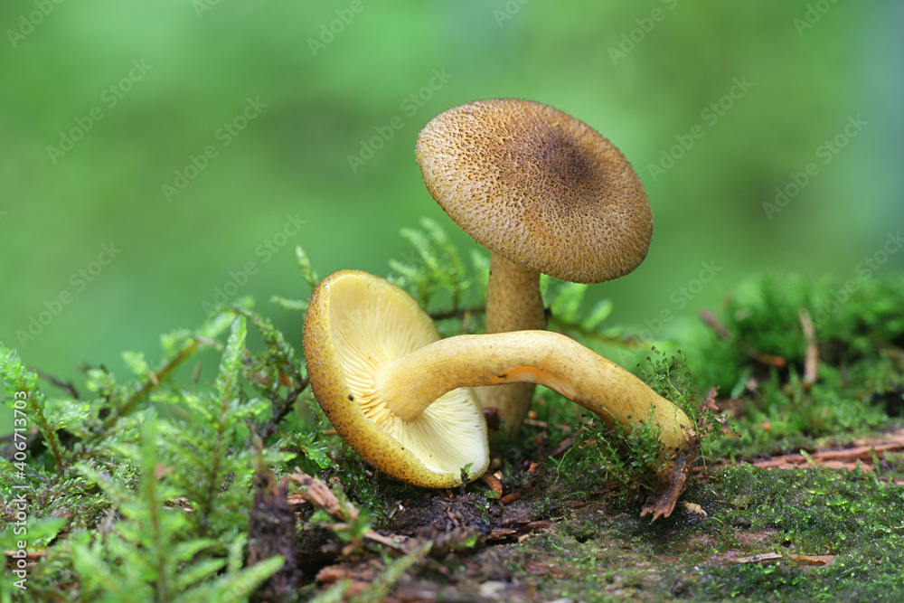 Tricholomopsis decora, known as Prunes and Custard, wild mushroom from