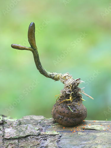 Elaphomyces granulatus, the False Truffle or Deer Truffle, a subterrean fungus paratized by Tolypocladium ophioglossoides, the Snake's Tongue photo