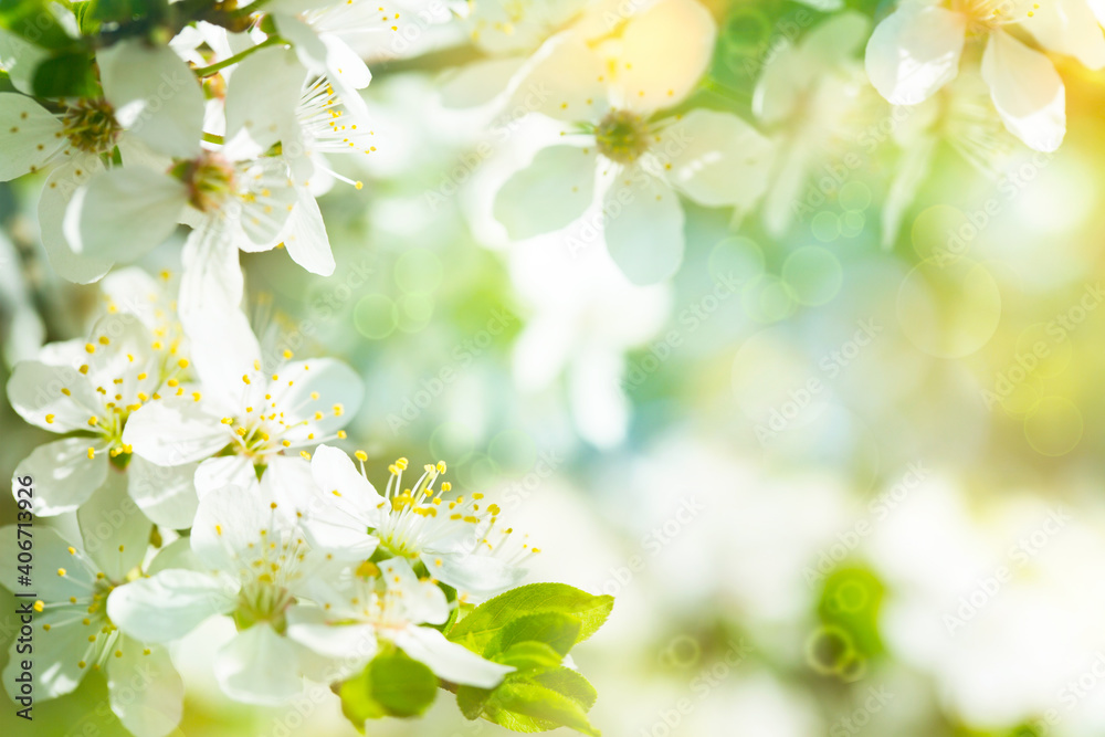 Obraz premium Amazing Art Spring Background With Spring Blooming