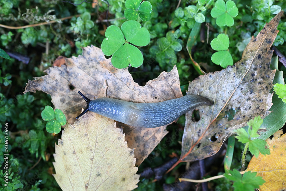 Fototapeta premium Krynickillus melanocephalus, a highly invasive slug with no common english name