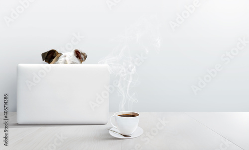 Bulldog using a laptop computer in a white room with a hot cup of coffee. Funny online class or work concept with copy space.