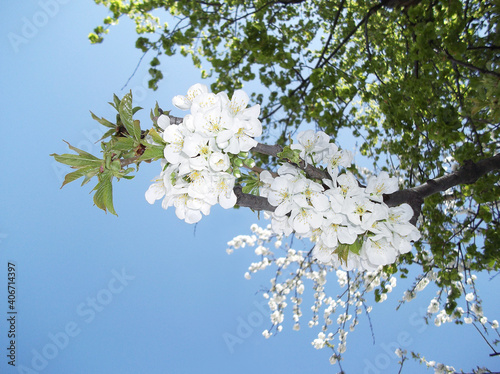 Cherry flowers