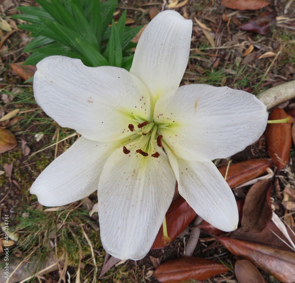Fototapeta premium closeup of white lily blossom