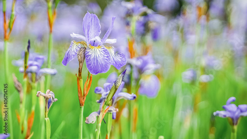 Beautiful bright irises in the summer garden