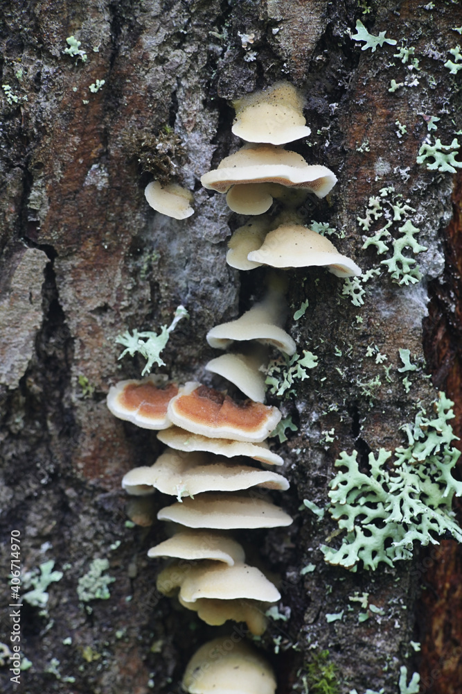 Gloeoporus dichrous, known also as Gelatoporia dichroa, Bicoloured Bracket fungus, wild polypore from Finland Gloeoporus dichrous, known also as Gelatoporia dichroa, Bicoloured Bracket fungus, wild polypore from Finland