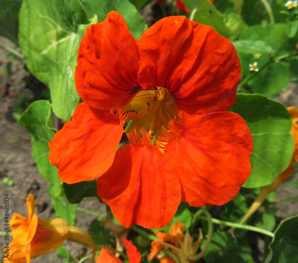 Fototapeta premium closeup of red nasturtium flower
