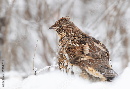 Canvas Print Ruffed grouse female walking around in the winter snow in Ottawa, Canada