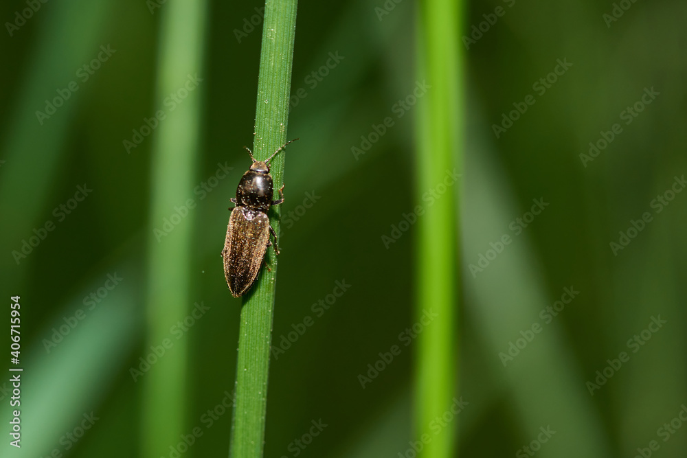 Schnellkäfer (Actenicerus siaelandicus ) Schnellkäfer (Actenicerus siaelandicus )