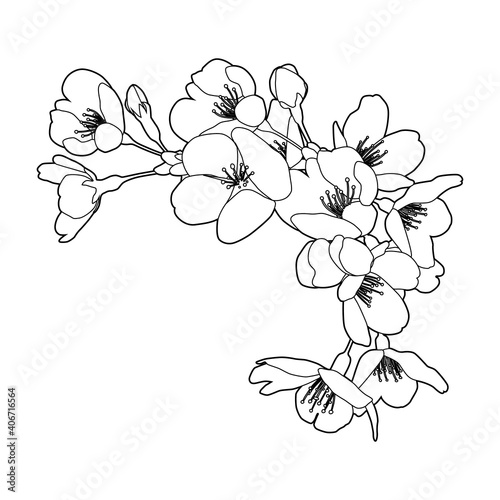桜の花 線画イラスト コーナー、枠飾り（白黒、線画、白背景、花：白塗りなし）