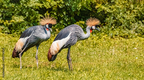 Crowned cranes standing on a meadow on a sunny day in summer