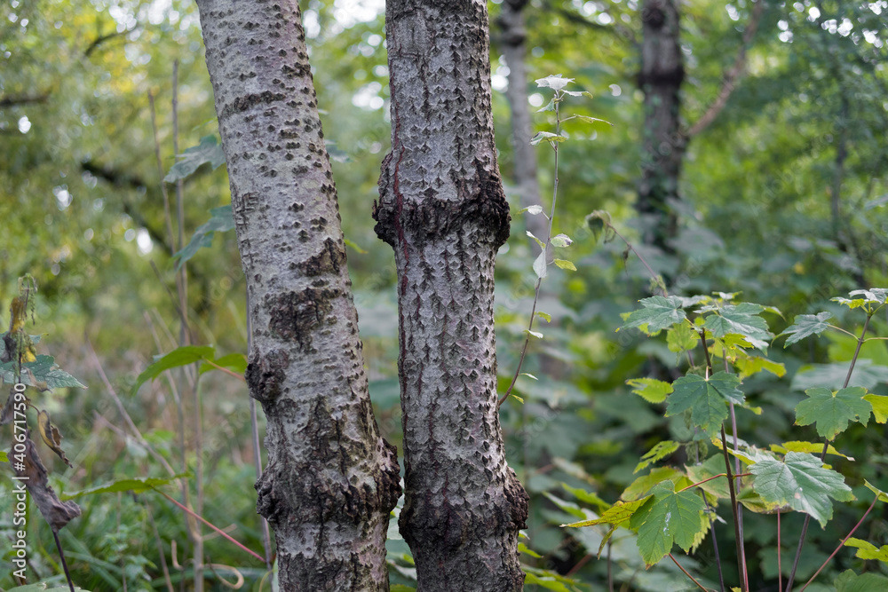 Fototapeta premium A beautiful aged old tree with textured bark against a lush green forest backdrop. Old trees amongst new vegetation and growing saplings and plants