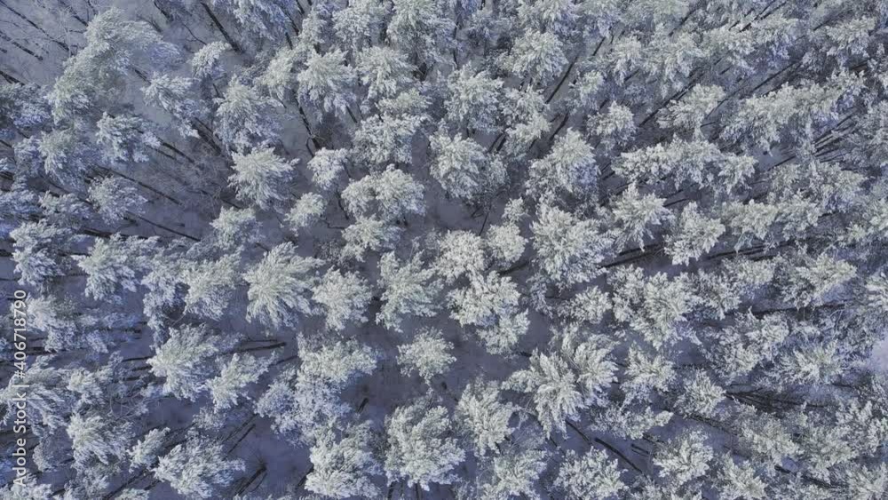 Aerial view of a frozen forest with snow covered trees at winter. Flight above winter forest in Finland, top view Aerial view of a frozen forest with snow covered trees at winter. Flight above winter forest in Finland, top view