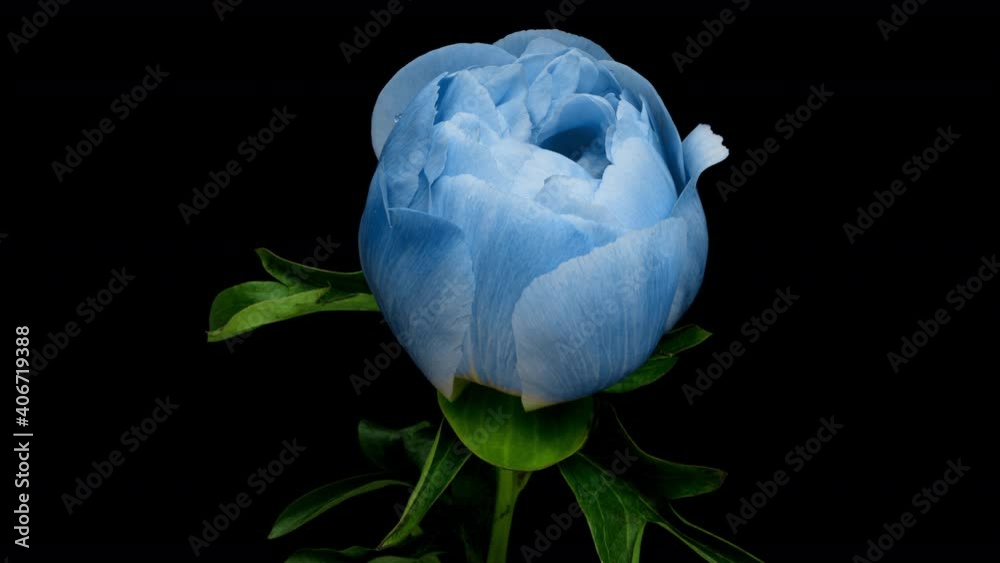 Timelapse of spectacular beautiful blue peony flower blooming on black background. Blooming peony flower open, time lapse, close-up