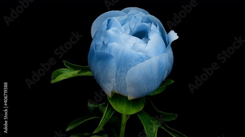 Timelapse of spectacular beautiful blue peony flower blooming on black background. Blooming peony flower open, time lapse, close-up