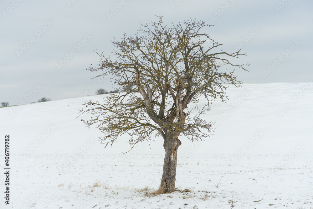 Fototapeta premium Obstbaum im Winter