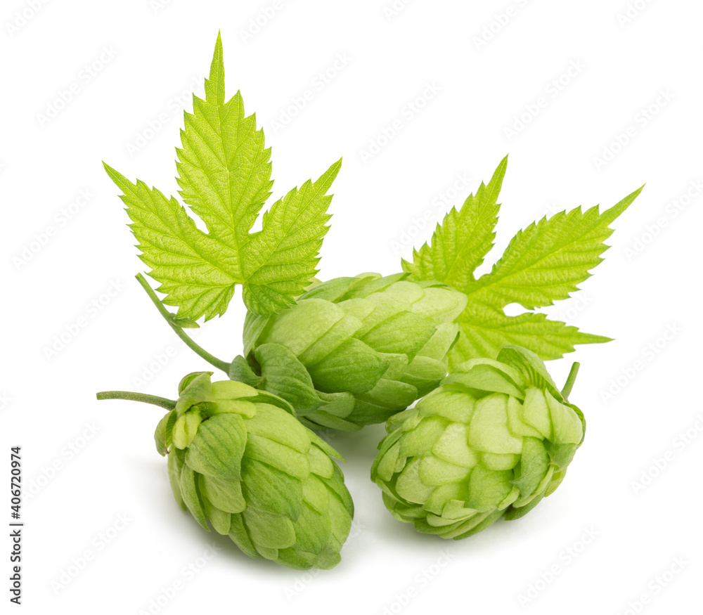 Hops with leaves Hops with leaves