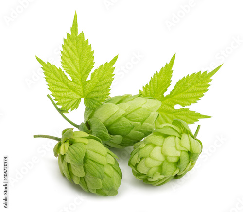 Hops  with leaves